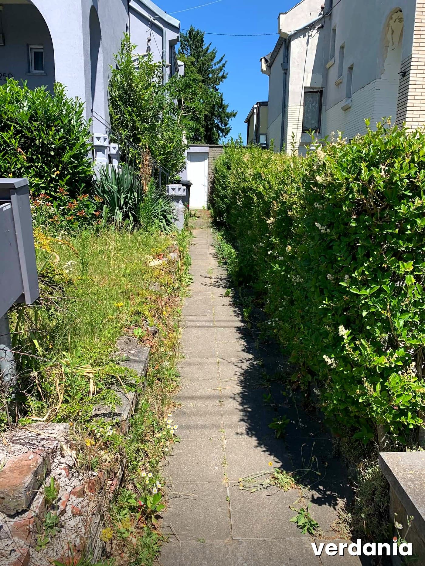 Allée envahie par les herbes avant débroussaillage