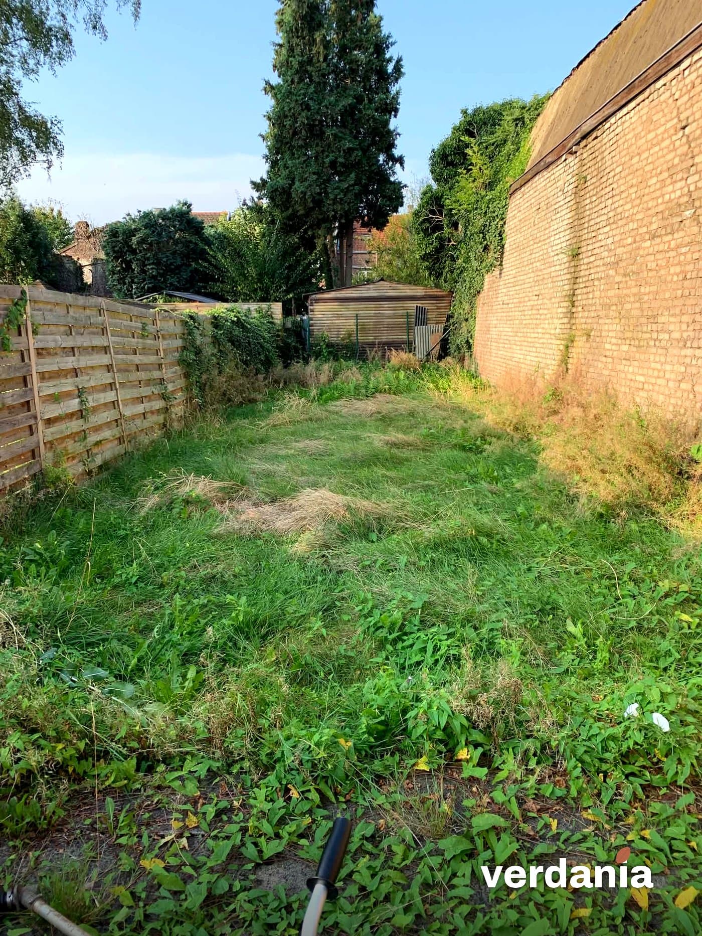 Grand jardin en friche avant débroussaillage — Région liégeoise