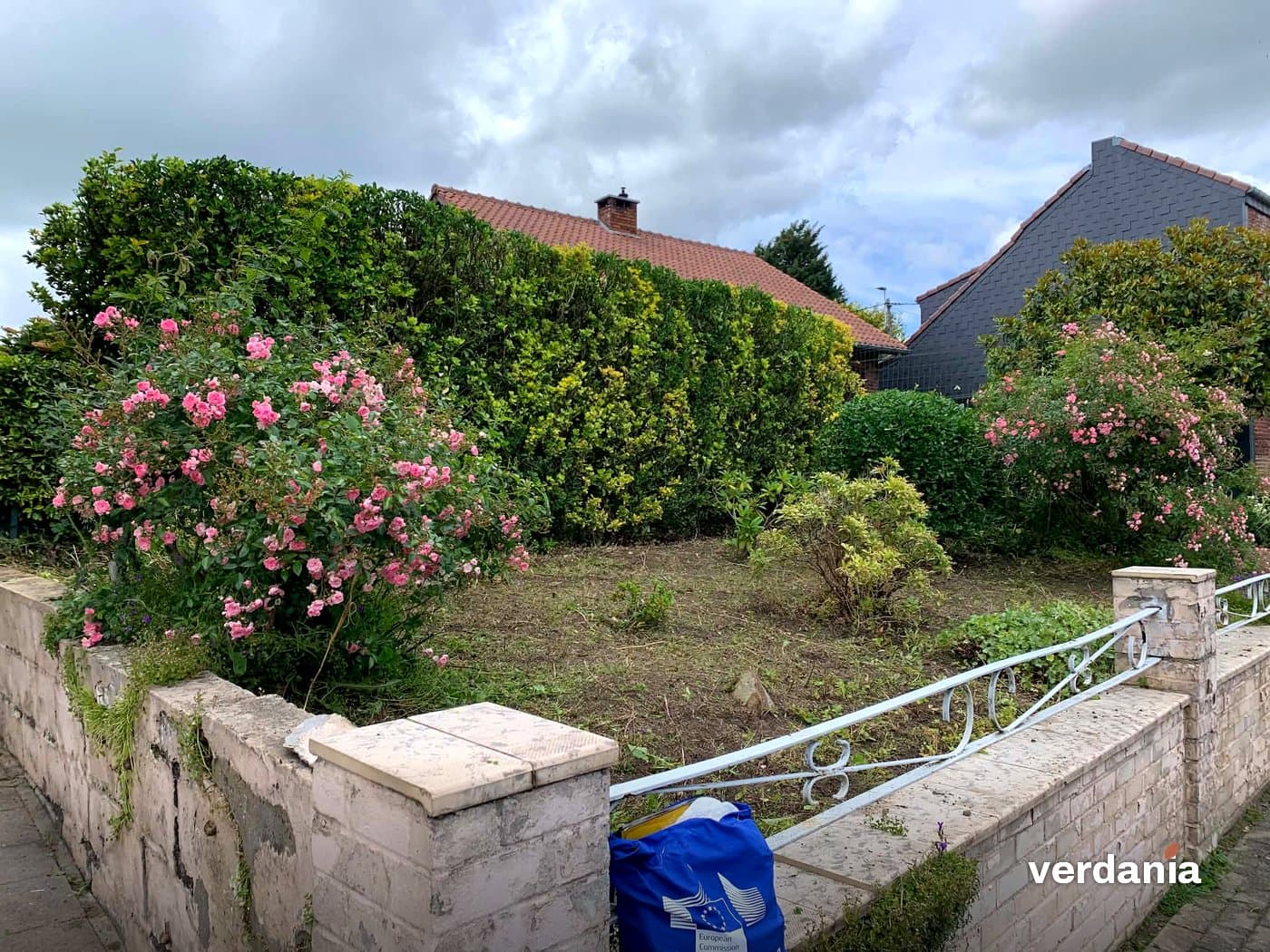 Massif débroussaillé, rosiers et haie dégagés — Région liégeoise