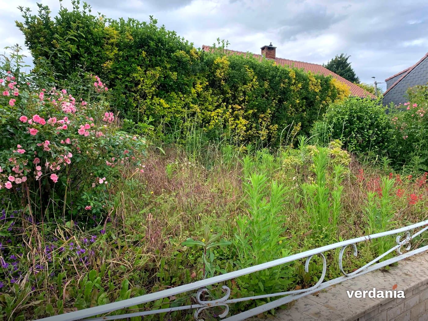 Massif envahi, rosiers étouffés avant débroussaillage — Région liégeoise