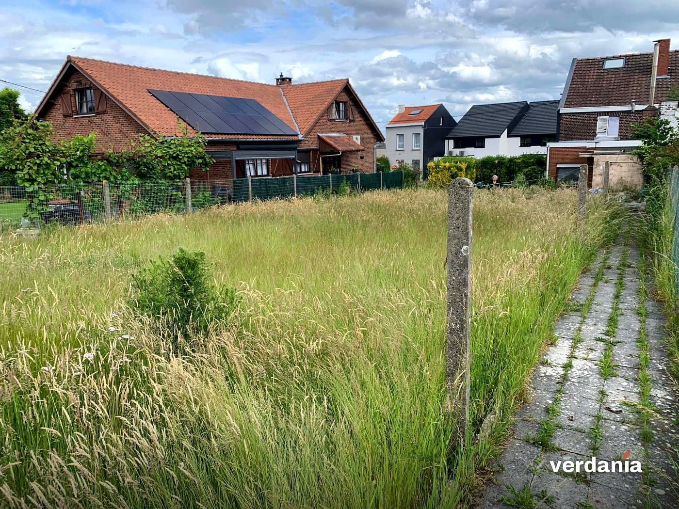 Prairie haute avant fauchage — Région liégeoise